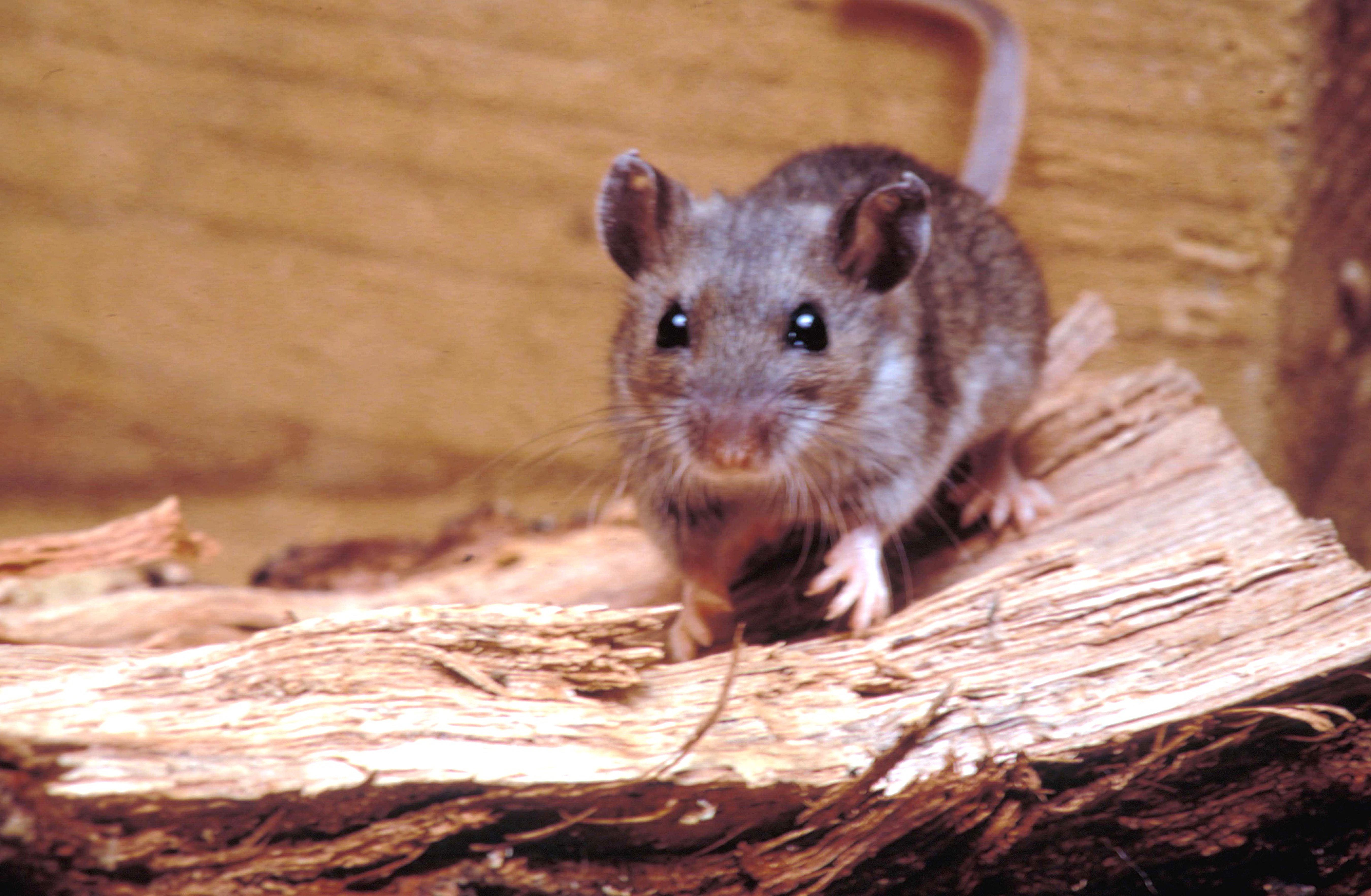 Where does hantavirus lurk in the U.S.? Scientists found ‘hot spots' in surprising areas