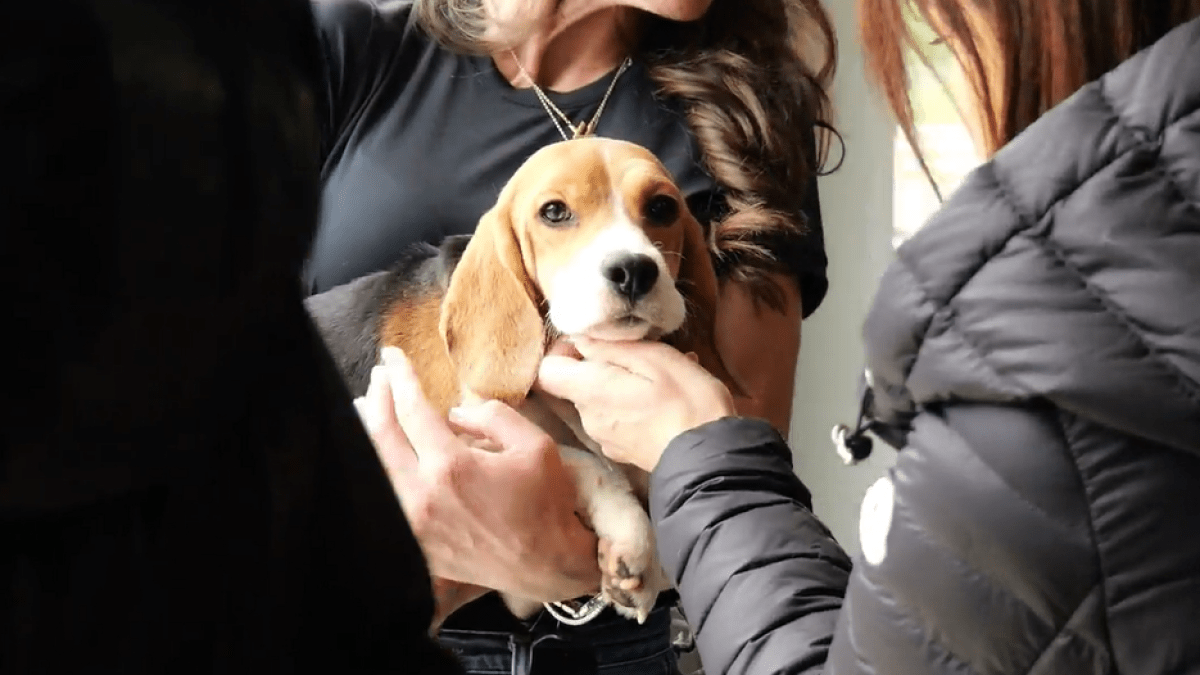Wisconsin beagle research facility that drew protests to close as rescue group takes in dogs
