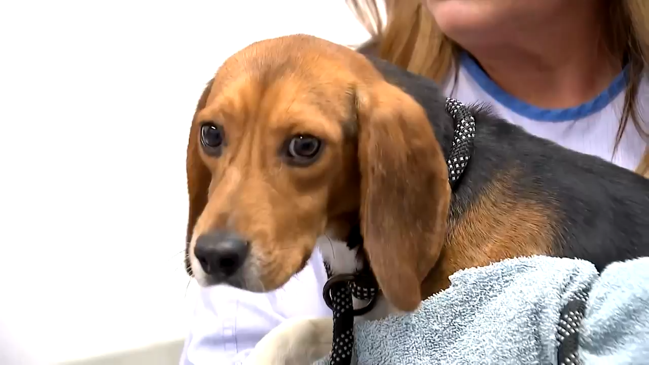 Over two dozen beagles arrive at PAWS Chicago from Wisconsin research facility