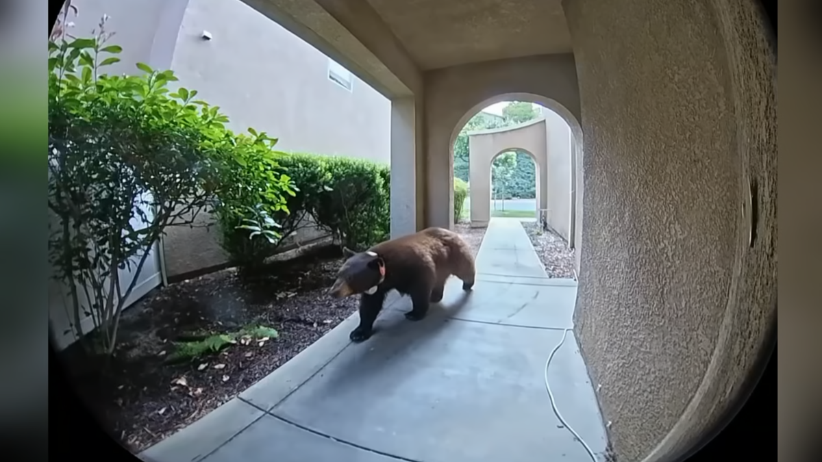 ‘I thought it was AI': California family captures unexpected visitor on Ring video