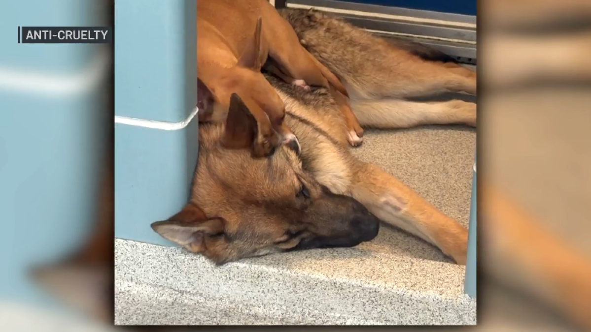 Bonded chihuahua mix and German shepherd found on Chicago streets get new home