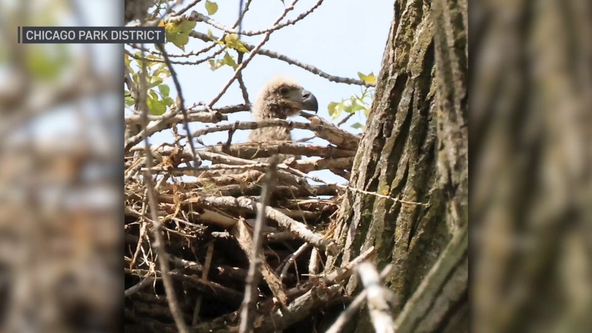 Baby bald eagle is born in Chicago for first time in more than a century