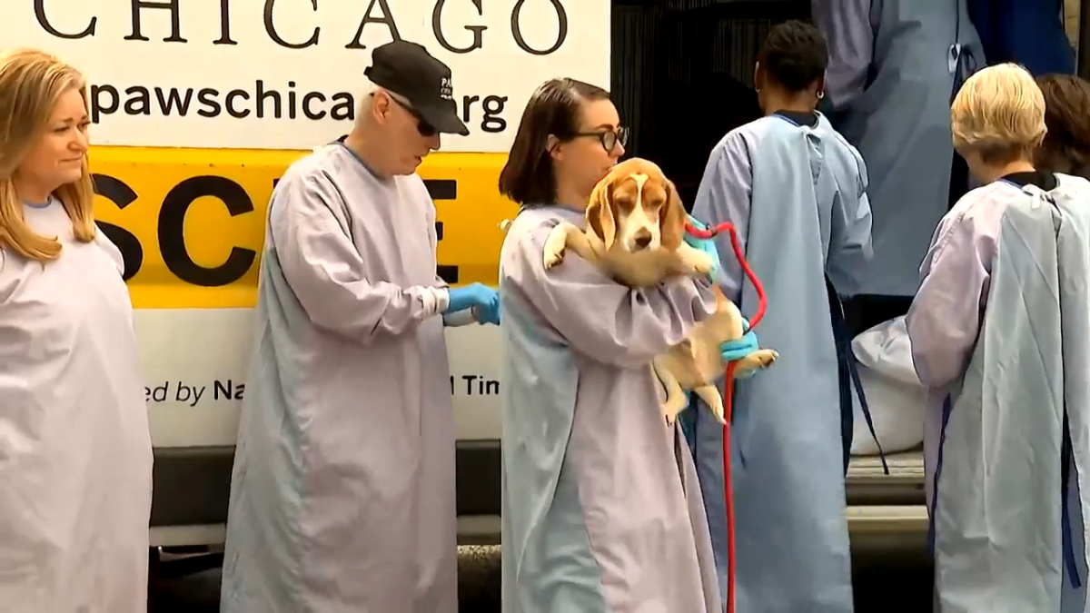 Over two dozen beagles arrive at PAWS Chicago from Wisconsin research facility