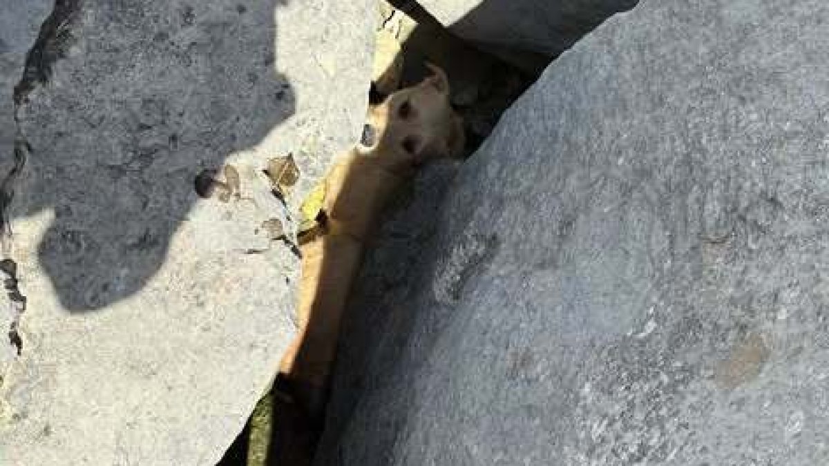 Dog found trapped between boulders in Lake Michigan, sparking ‘unusual rescue' in Chic...
