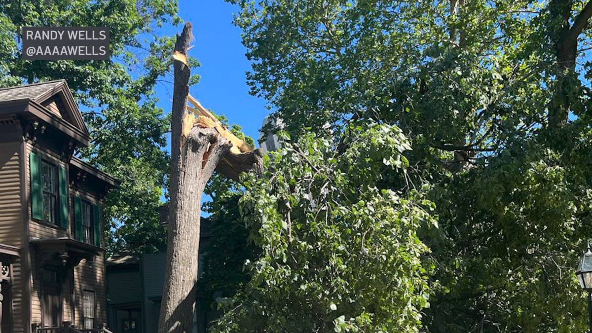 Final ‘witness tree outside Abe Lincolns Springfield home destroyed by storms Final ‘witness tree outside Abe Lincolns Springfield home destroyed by storms