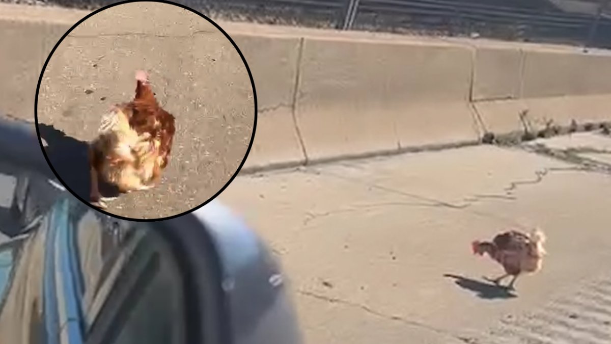Chicken caught on cam crossing expressway during rush hour; state police have the perfect response
