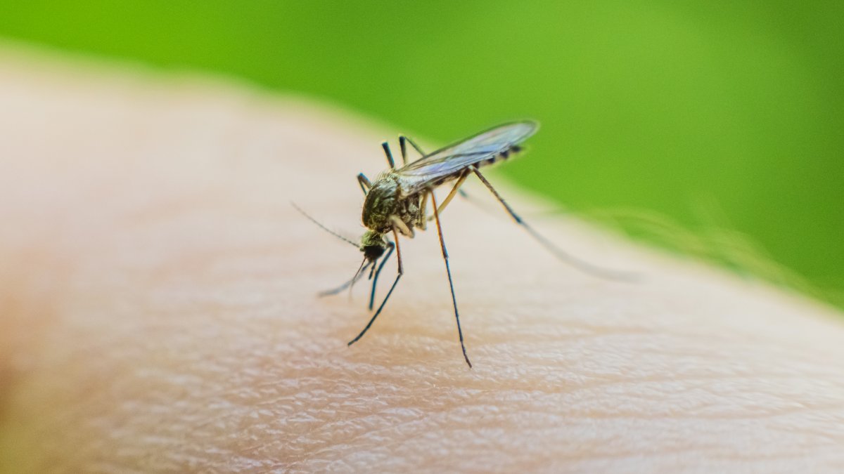 Chicago officials report citys first West Nile death of 2026