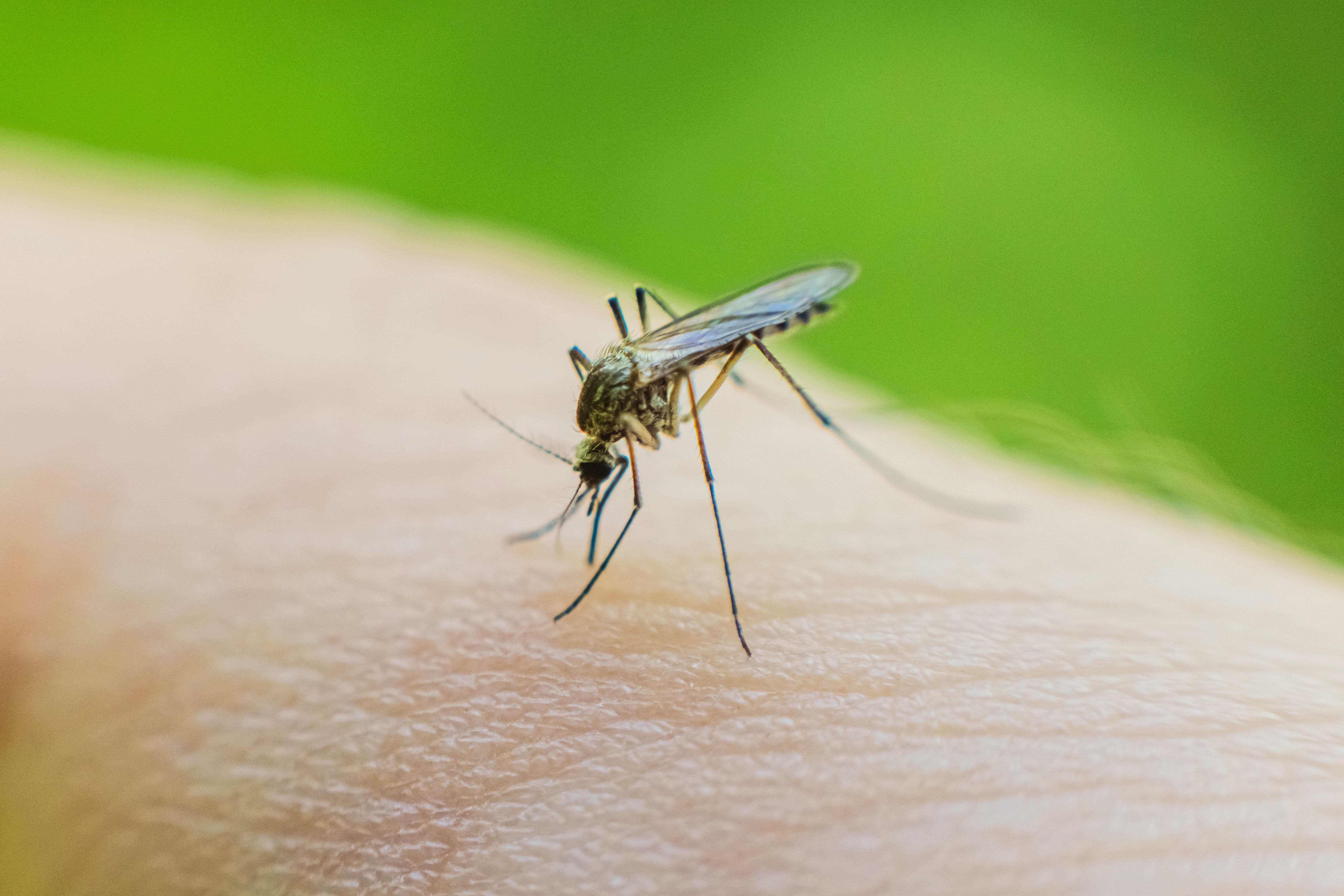 Chicago officials report city's first West Nile death of 2026