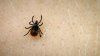 Two Illinois sites rank among highest-risk state parks for tick-borne illness in the US