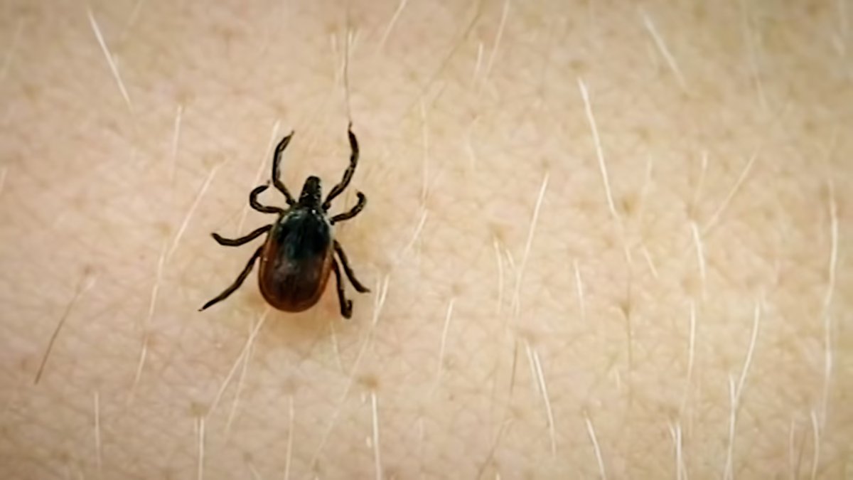 Two Illinois sites rank among highest-risk state parks for tick-borne illness in the US
