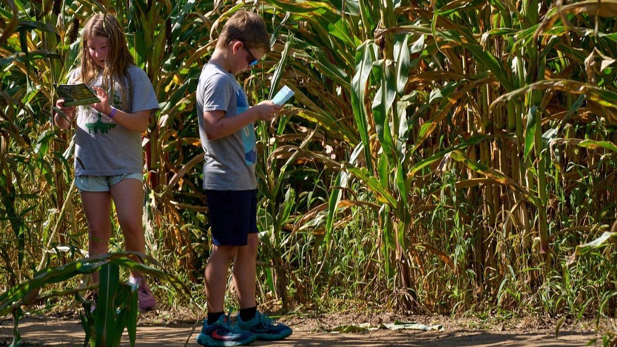 ‘Spectacular': ‘World's largest corn maze' in Illinois unveils patriotic 2026 design