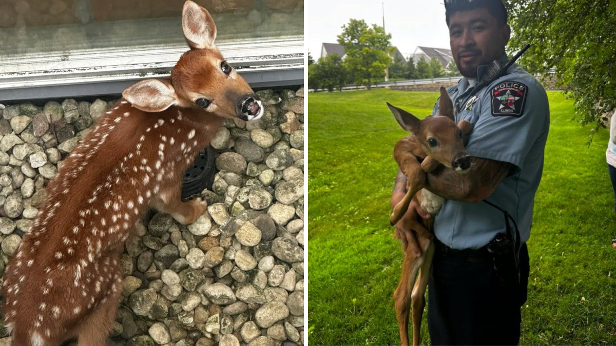 Oh deer! Adorable fawn rescued after falling into window well in north suburb