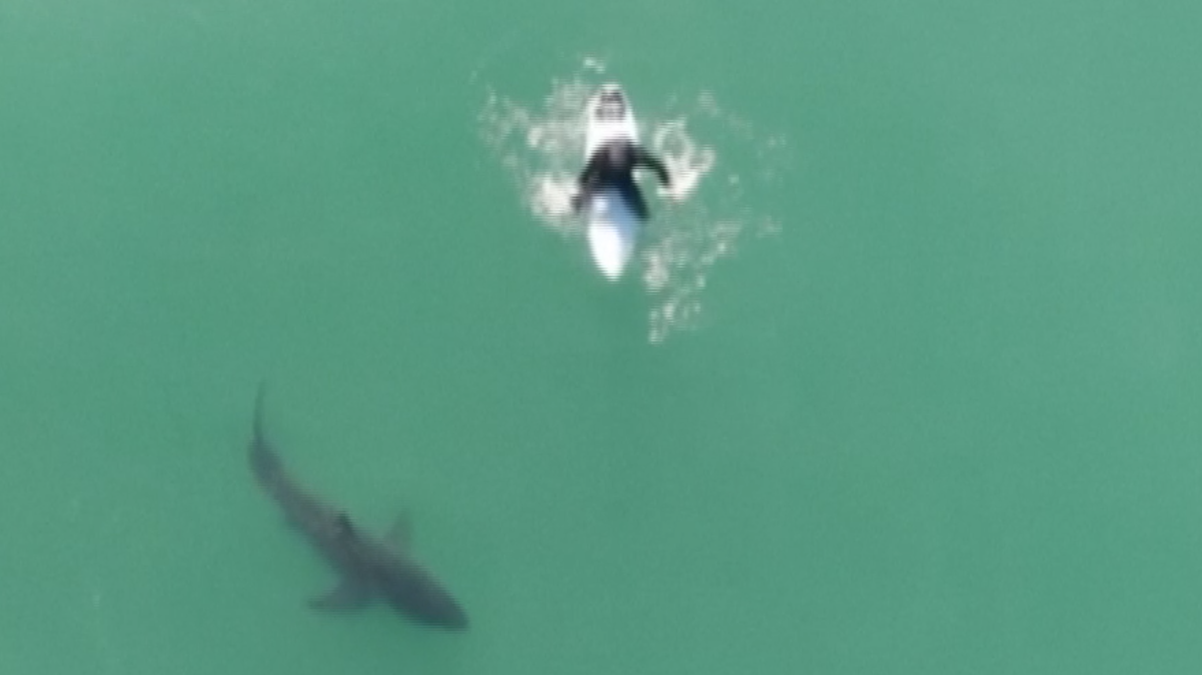 Man uses drone to warn surfer of shark circling beneath him off California coast