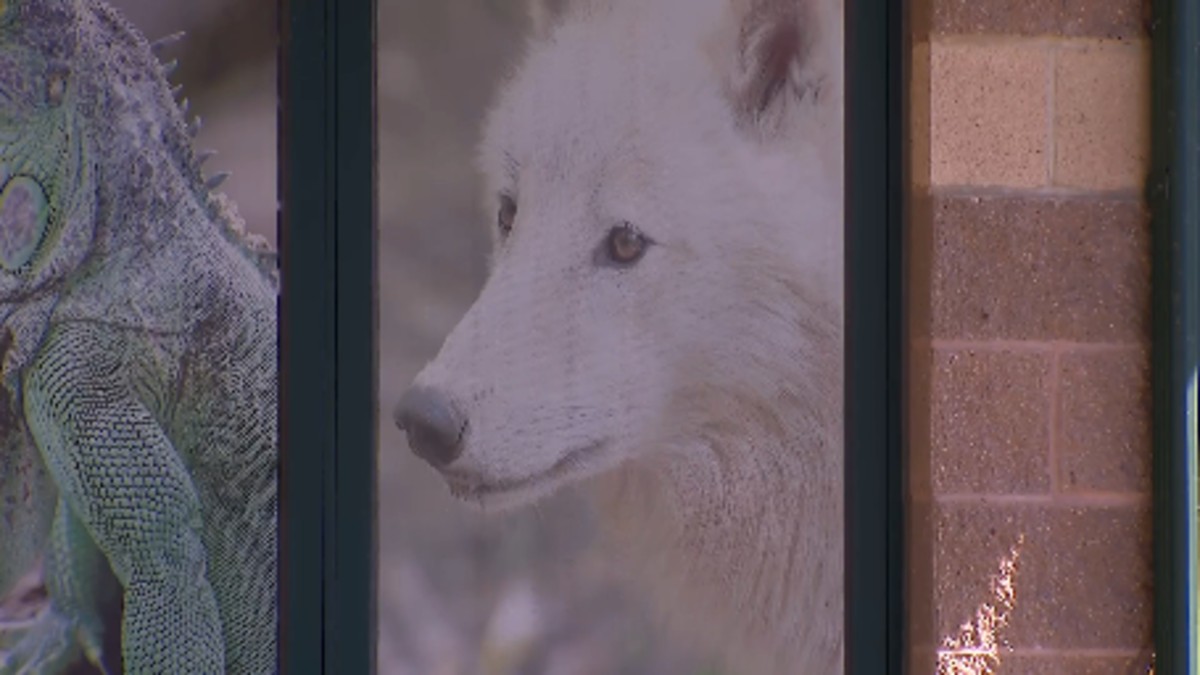 Wolf attack leaves 2 zookeepers hurt, with firefighters having to rescue worker
