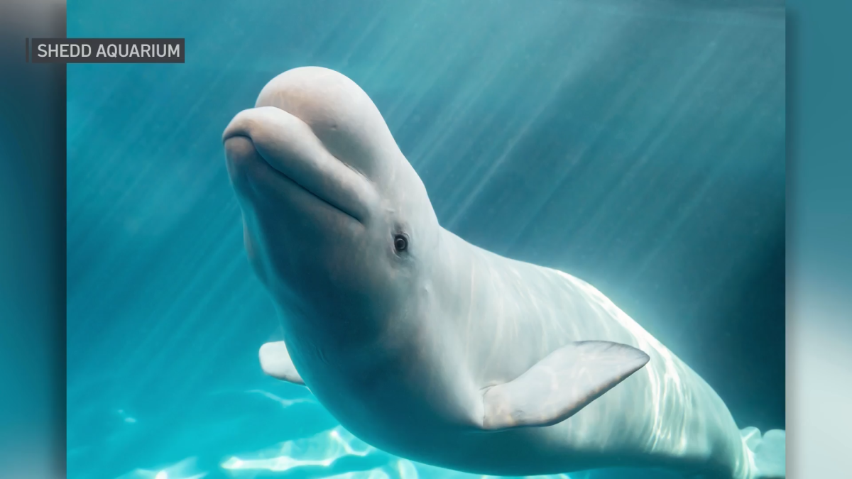 Beluga whales from failed Canadian Marineland to be re-homed at Shedd Aquarium Beluga whales from failed Canadian Marineland to be re-homed at Shedd Aquarium