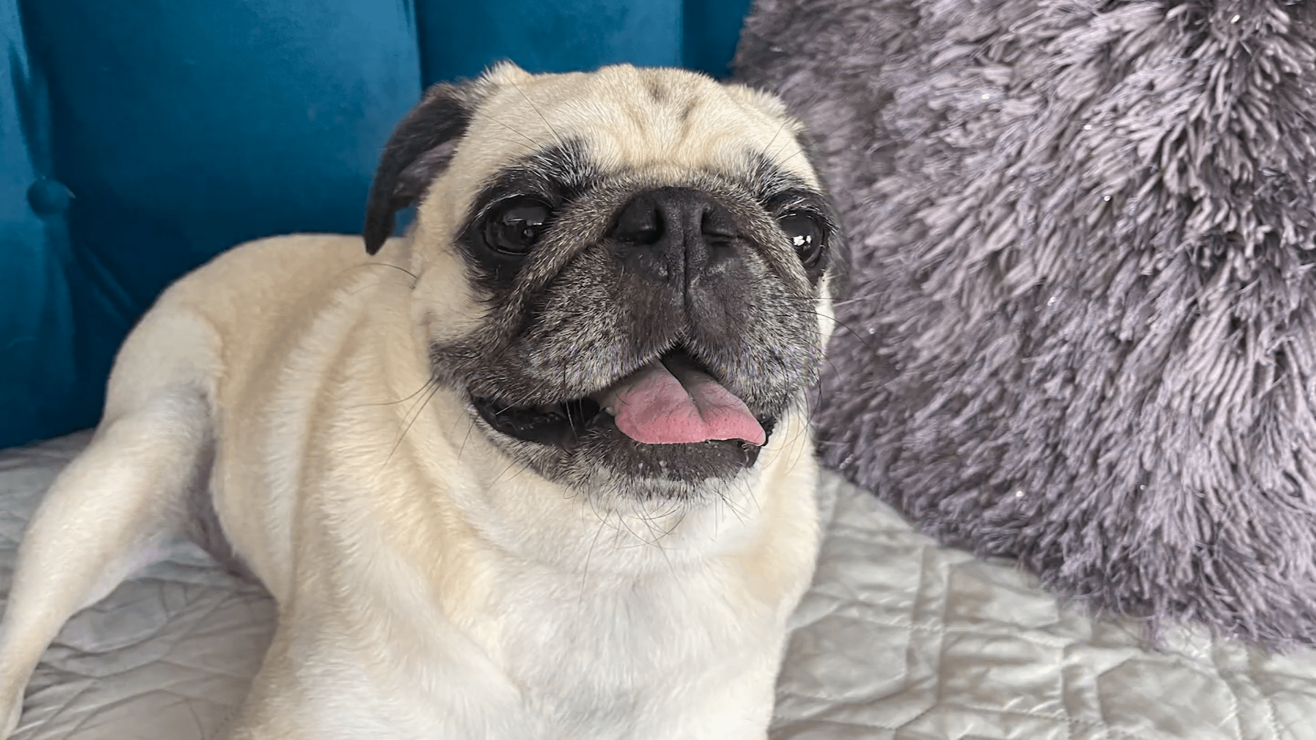 Wildfire smoke impacts pets, too. Here's how to protect them