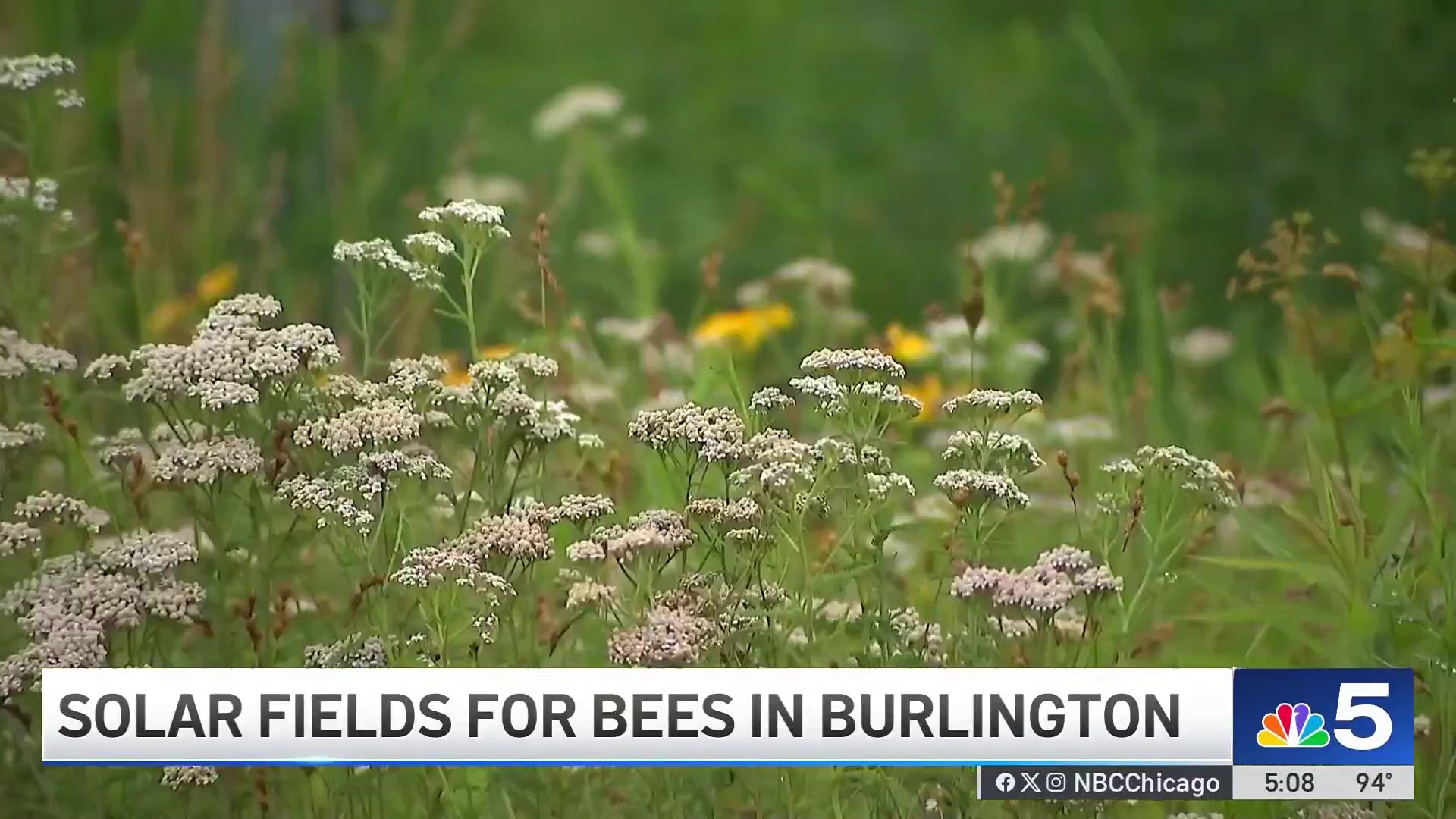 nbcchicago.com - How solar energy companies are helping pollinators