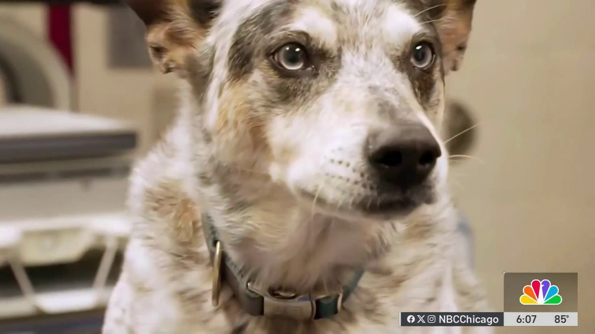 How to protect your pets during period of poor air quality, wildfire smoke
