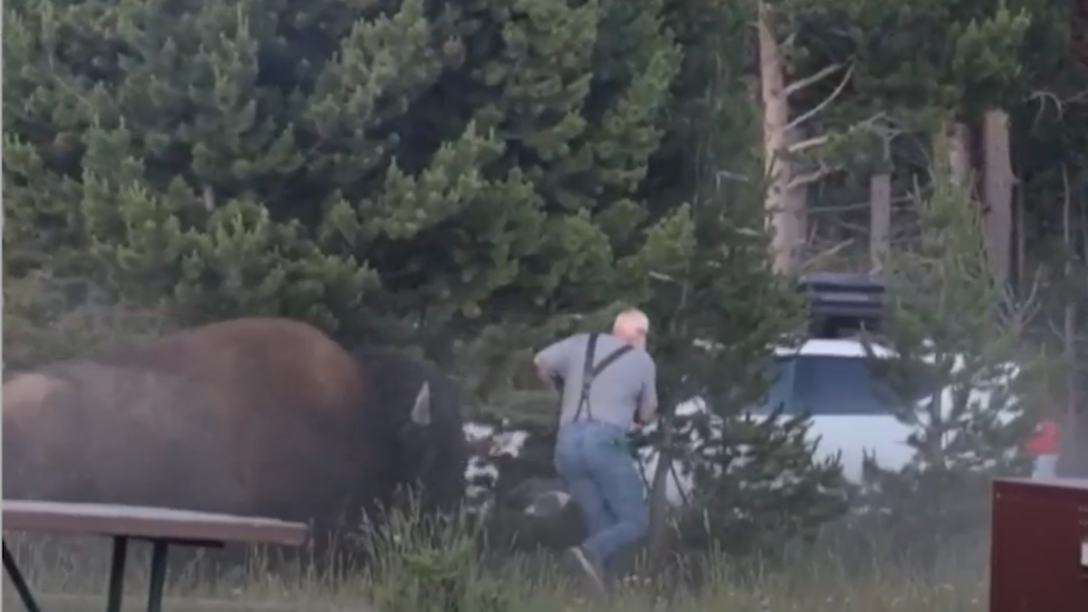 Video shows bison chasing and flipping grandfather 8 feet into the air at Yellowstone