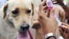 Rabies vaccine used in several suburbs recalled over possible diminished potency