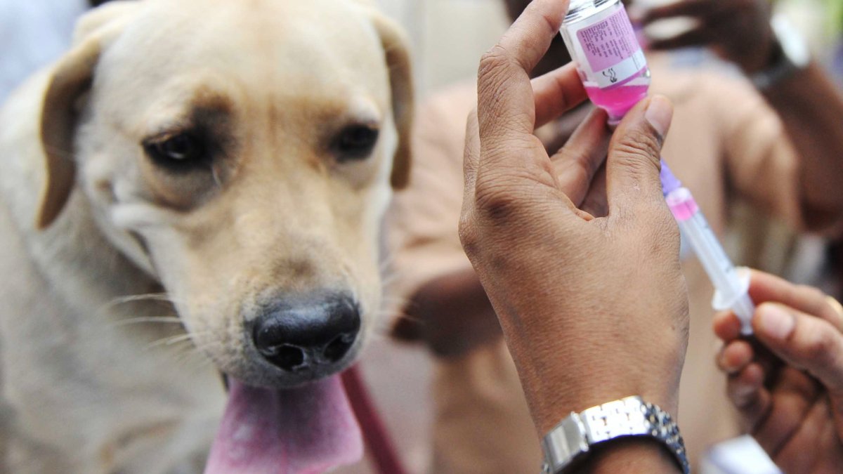 Rabies vaccine used in several suburbs recalled over possible diminished potency Rabies vaccine used in several suburbs recalled over possible diminished potency