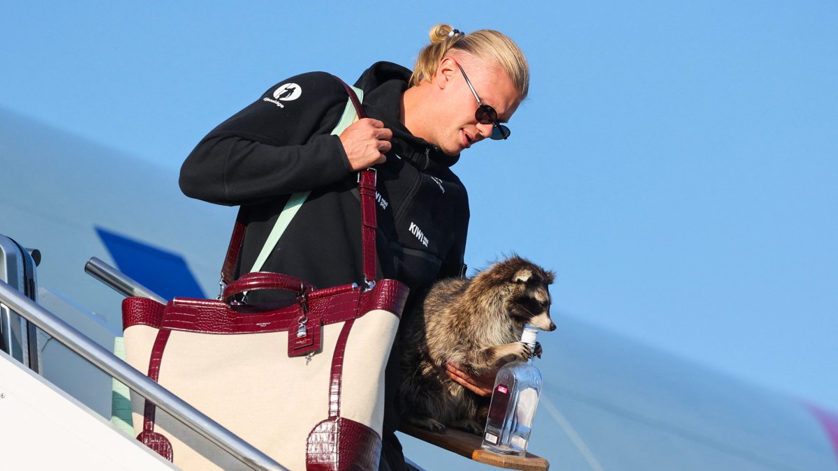 Haaland's Quirky World Cup Souvenir: A Taxidermy Raccoon