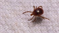 A lone star tick found in the backyard of a Massachusetts home during a tick survey on May 18, 2026.