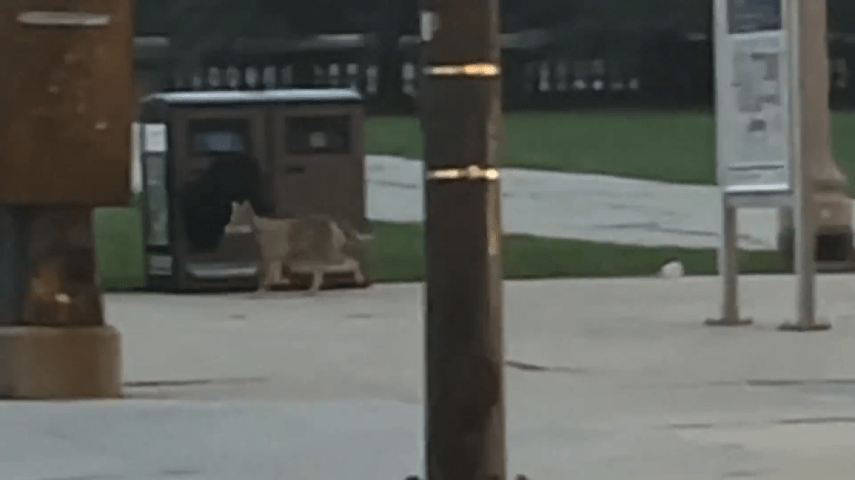 Coyote seen strolling along Michigan Avenue in broad daylight Coyote seen strolling along Michigan Avenue in broad daylight