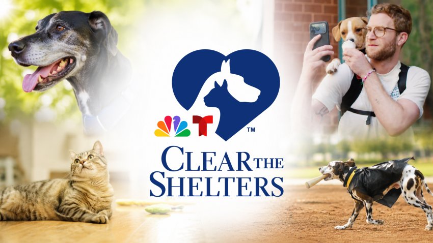 Clear The Shelters TV special promotional image