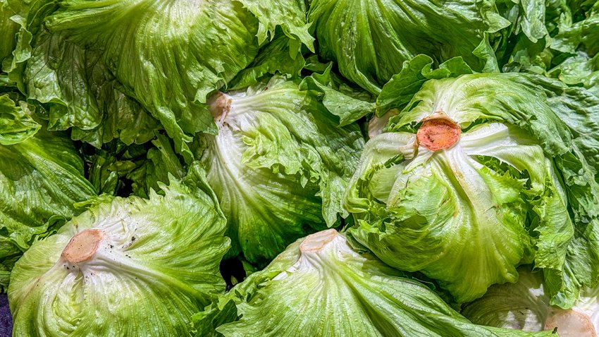 Heads of iceberg lettuce