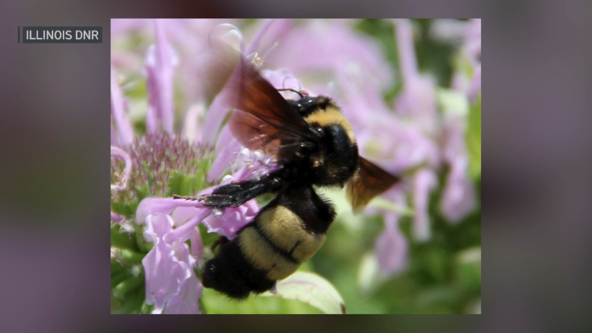 Illinois designates bumblebee species as official State Bee
