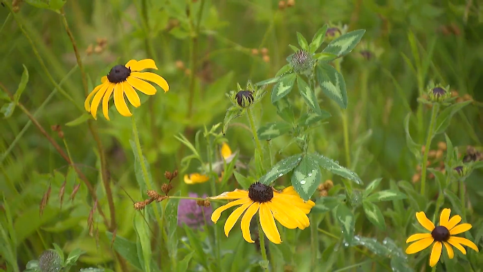 nbcchicago.com - Kate Chappell - Illinois solar companies are using unique strategies to help pollinators thrive
