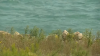 Woman dies after being pulled from Lake Michigan: Chicago police