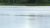 Mom dies saving son from water near popular suburban forest preserve