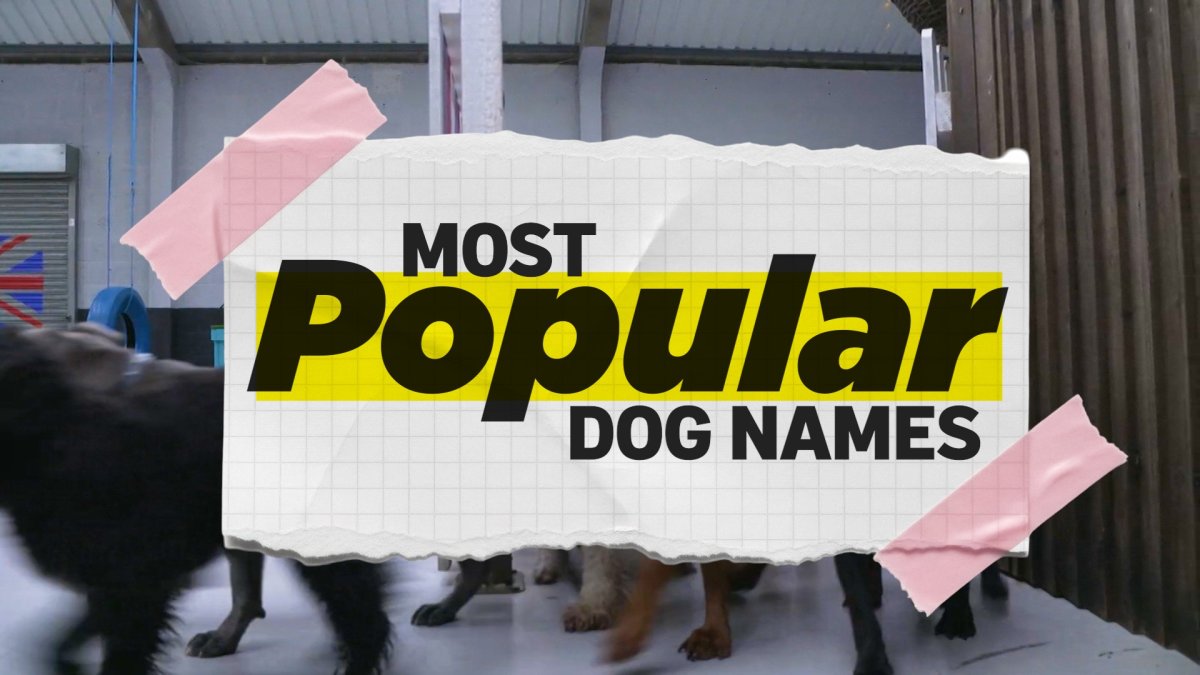 Can you guess America's most popular dog name?