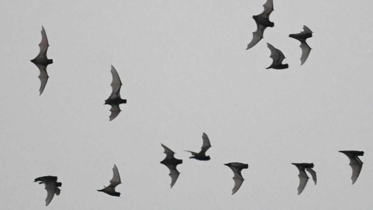 Pet owners urged to check vaccinations after rabid bat found in Chicago suburb
