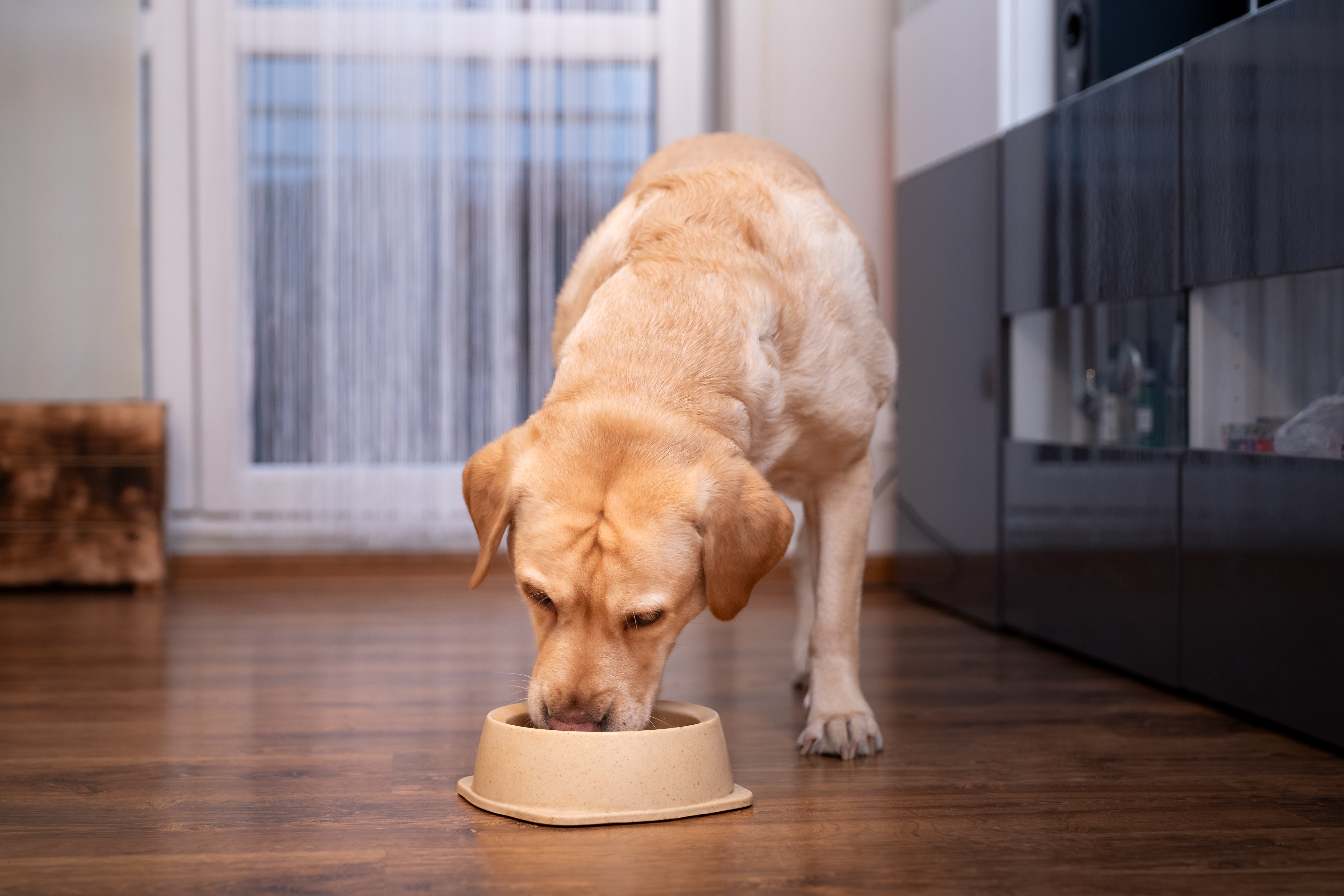 ‘Stop feeding': Cans of popular Midwest dog food brand recalled nationwide