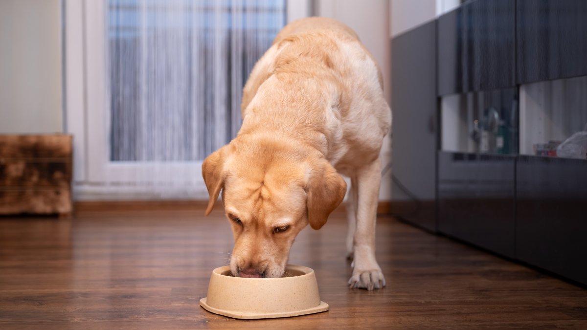 ‘Stop feeding': Cans of popular Midwest dog food brand recalled nationwide