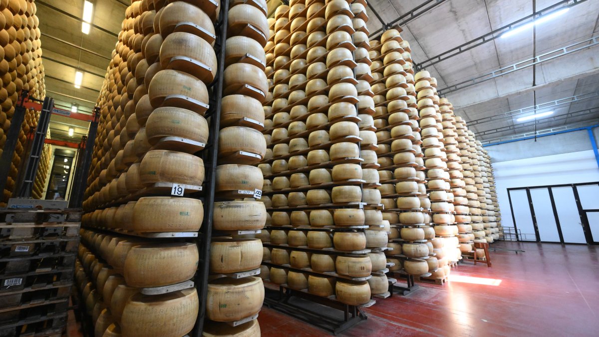 FACT CHECK: Is Italys heat wave threatening Parmigiano Reggiano cheese and bank?