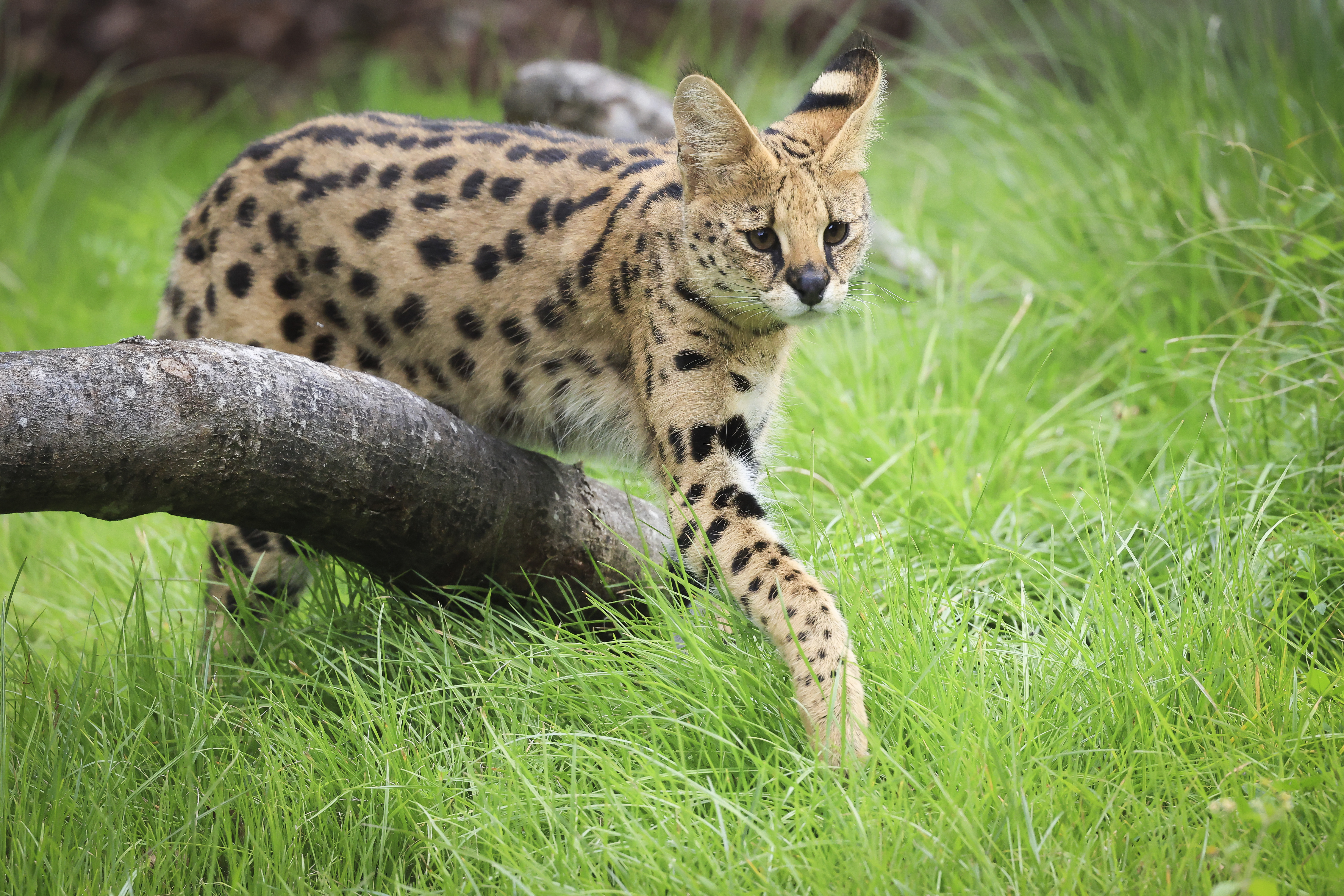 Search continues for wild cat loose in Grundy County
