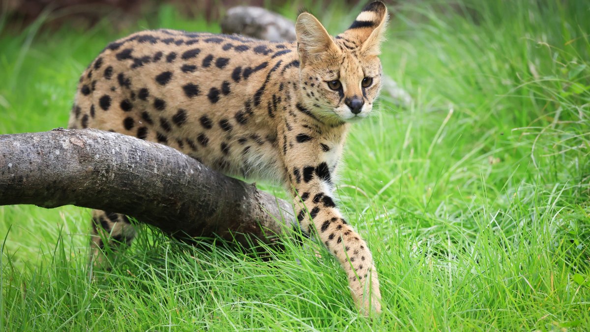 Search continues for wild cat loose in Grundy County Search continues for wild cat loose in Grundy County
