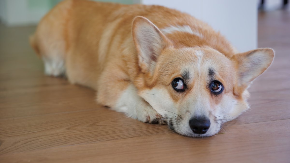 FDA issues nationwide recall of popular dog medicine due to glass