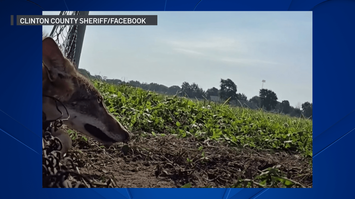 Video shows Illinois sheriff free coyote trapped in fence
