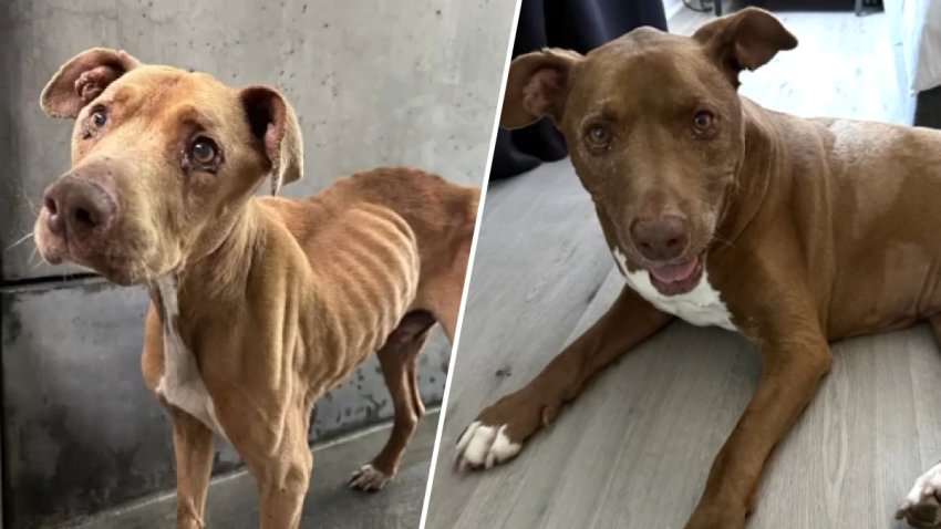 Undated images of Jordan the dog.