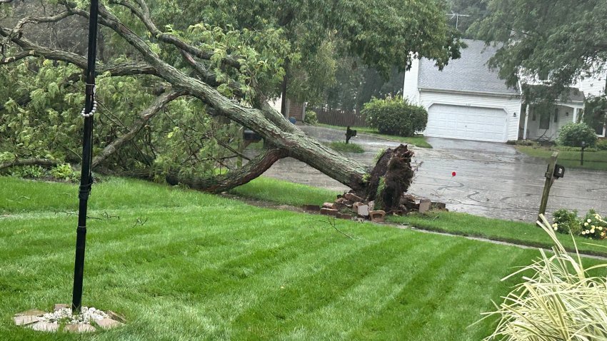 Tree down in Naperville after strong storms on Aug. 11, 2026. Courtesy: Joseph Conforti