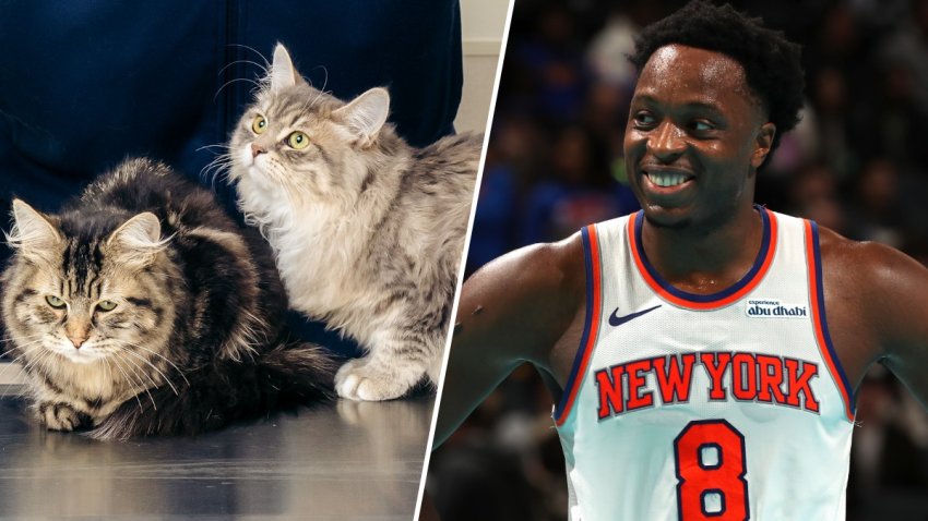 OG Anunoby