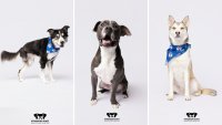 These three shelter dogs at Irving Animal Services in Texas were photographed by Adam Goldberg in early August.