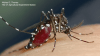 Getting eaten up this summer? Invasive Asian tiger mosquitoes may be to blame