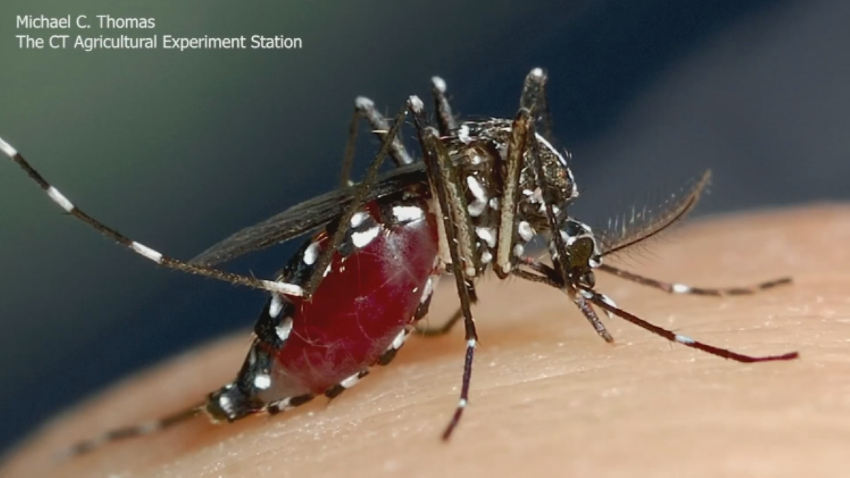 Getting eaten up this summer? Invasive Asian tiger mosquitoes may be to blame