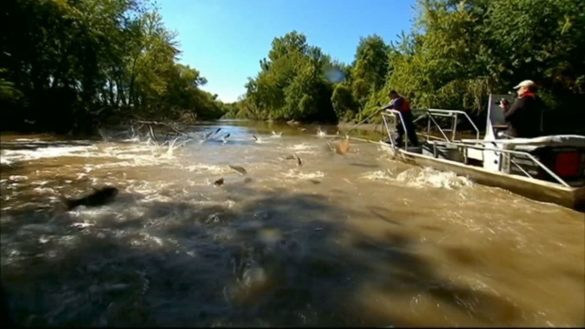 Hundreds of invasive carp found on Illinois River 80 miles from Lake Michigan